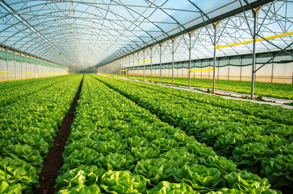 Технологија производње зелене салате у пластенику
