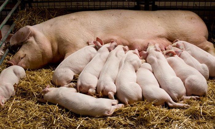 Како постићи високу плодност свиња